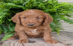 Goldendoodle dogs for sale: Ellie - Image 32