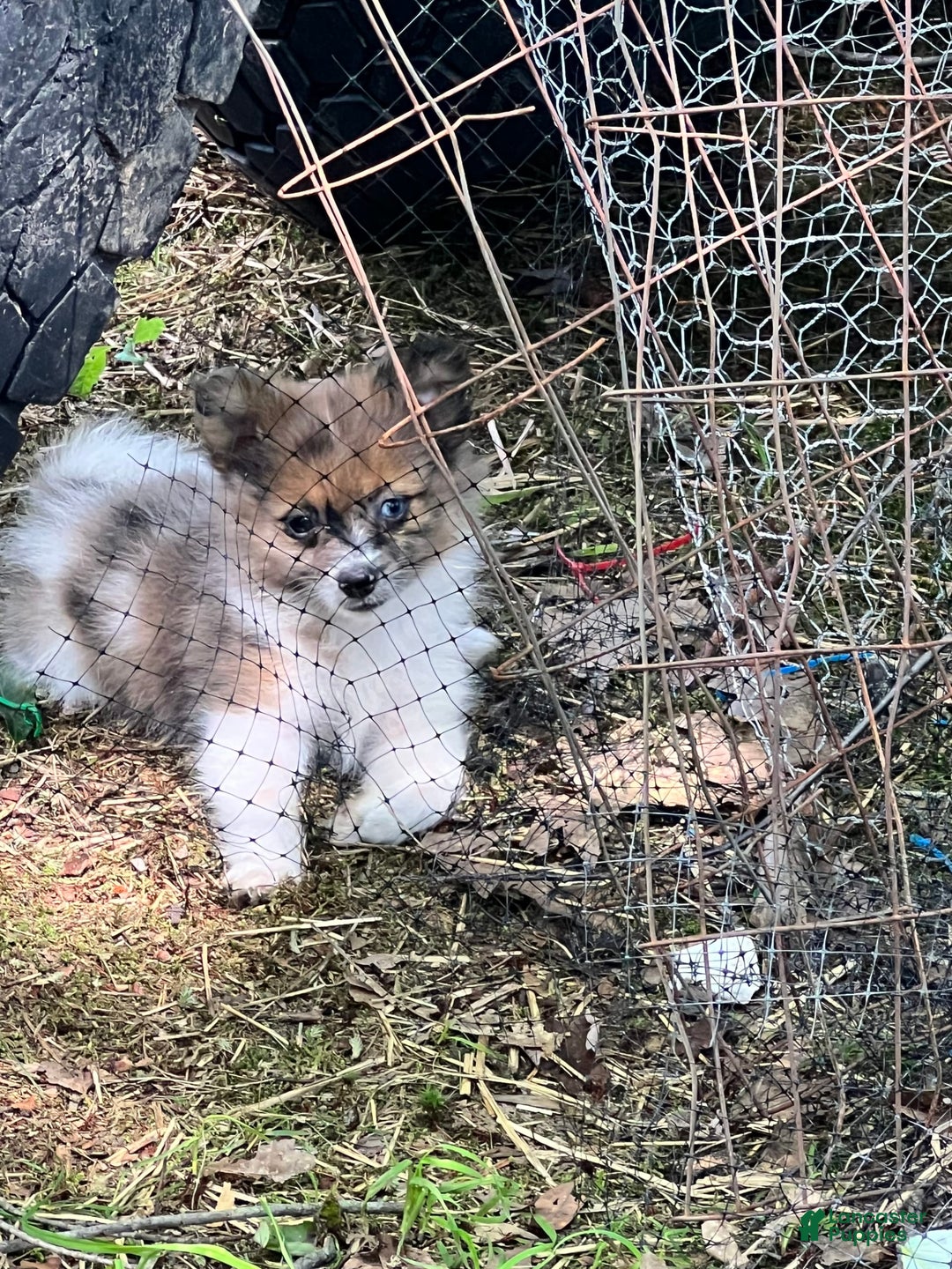 Pomeranian dogs for sale: Bluey - Image 5