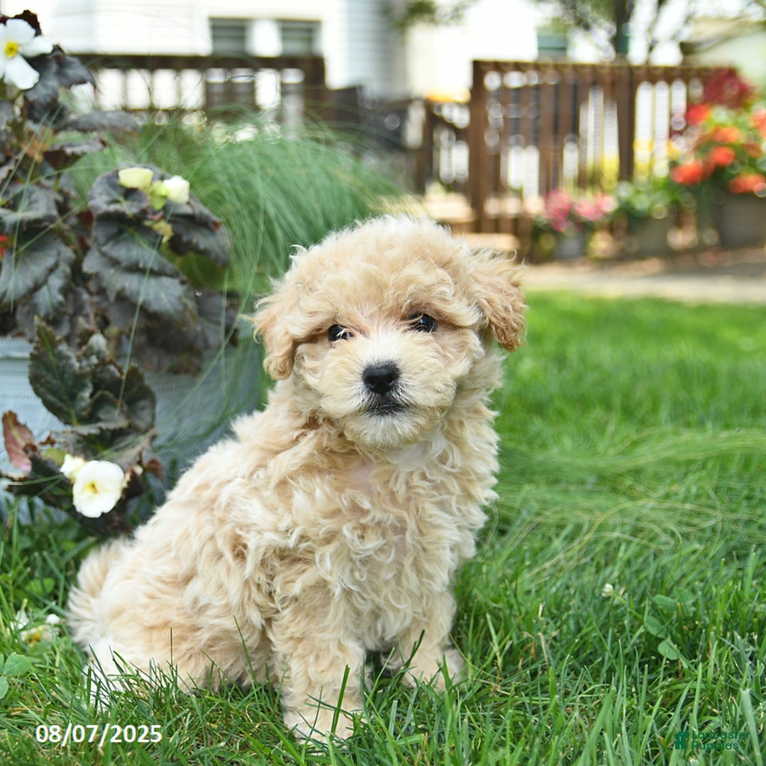 Maltipoo dogs for sale: Flori - Image 3