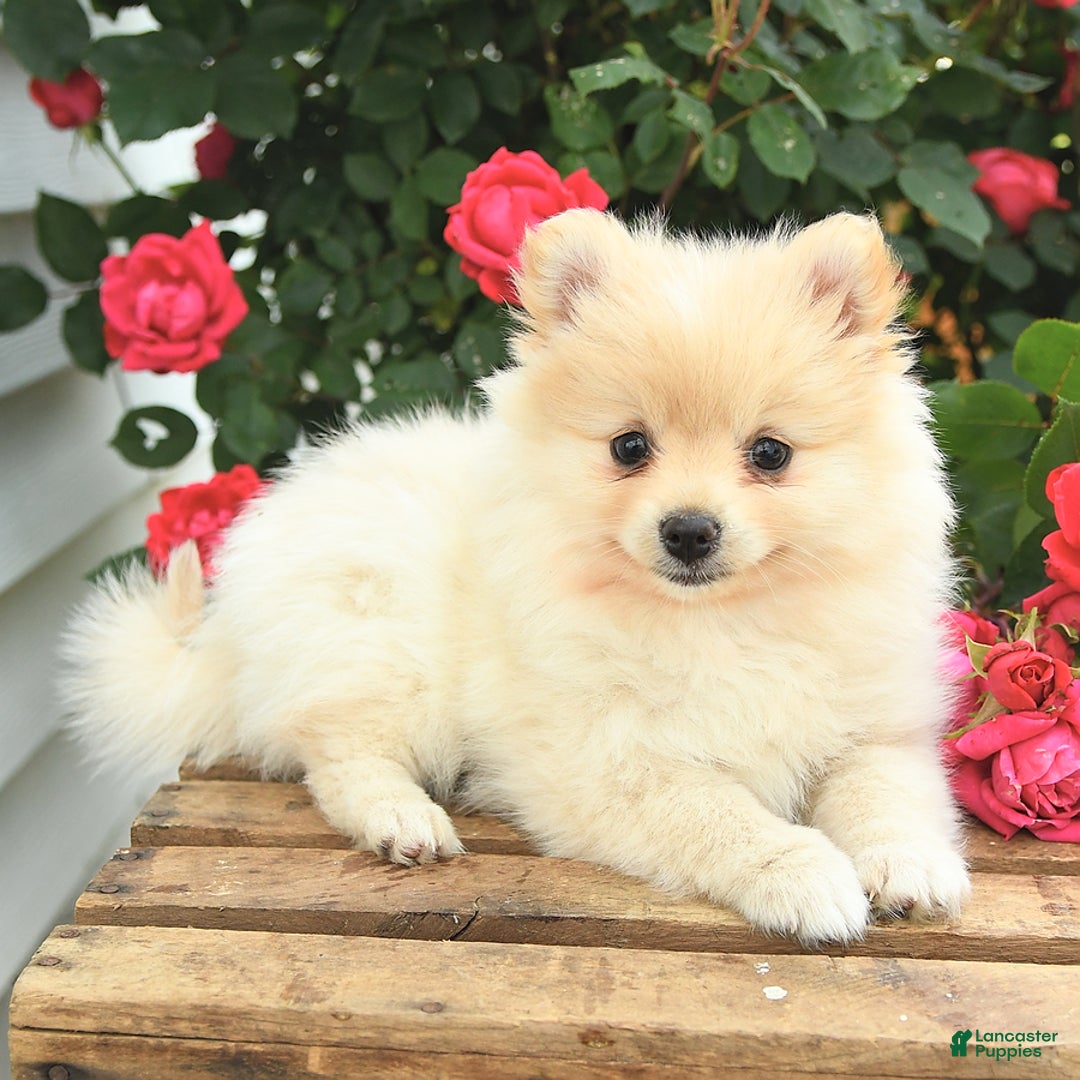 Pomeranian dogs for sale: Jess - Image 9