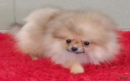 Pomeranian dogs for sale: Tiny poppy - Image 8