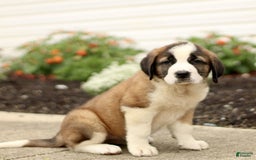 Saint Bernard dogs for sale: Citronella - Image 3