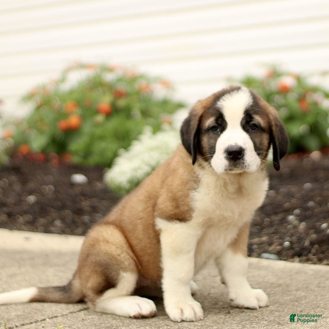 Saint Bernard dogs for sale: Citronella - Image 3