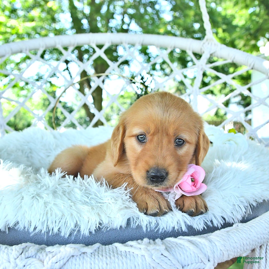Golden Retriever dogs for sale: Allie - Image 10