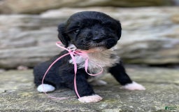 Portuguese Water Dog dogs for sale: Taylor - Image 5