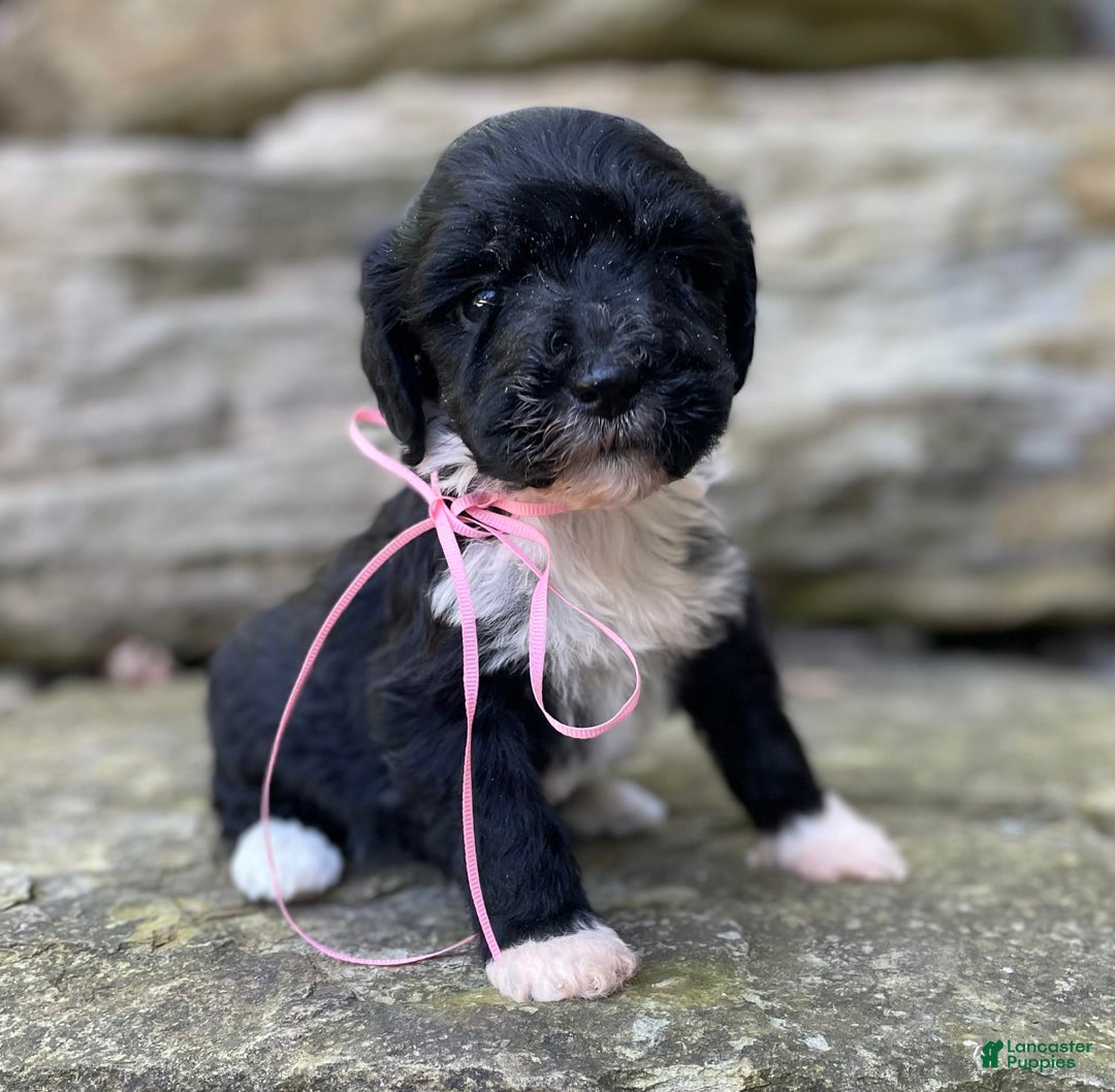 Portuguese Water Dog dogs for sale: Taylor - Image 5