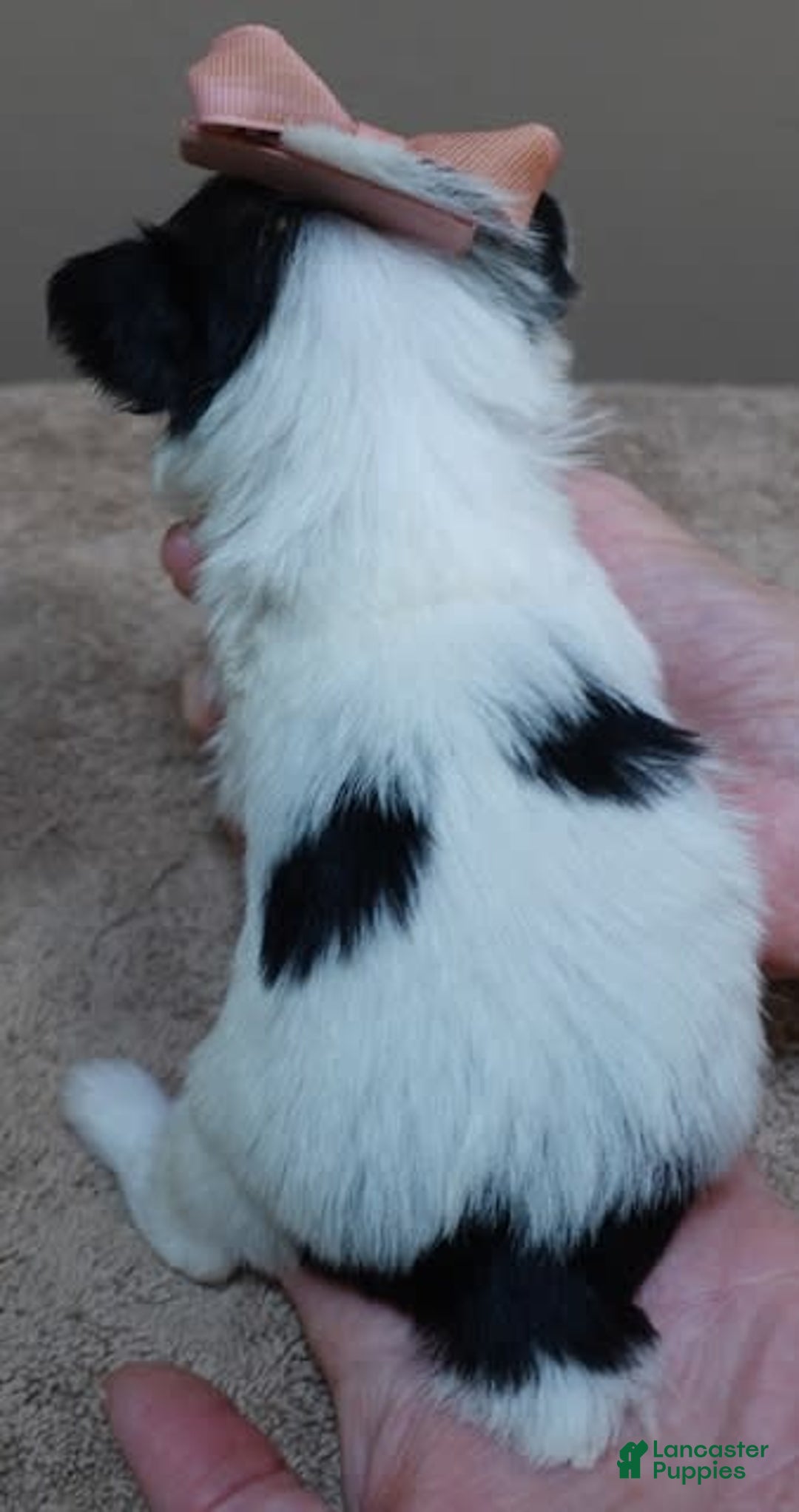Yorkshire Terrier dogs for sale: Pappy Parti Girl - Image 7
