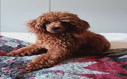 Cavapoo dogs for sale: Alberto - Image 10
