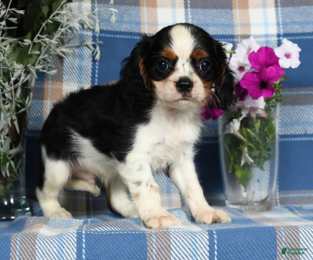 Cavalier King Charles Spaniel dogs for sale: Austin - Image 4