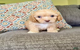 Cavapoo dogs for sale: Leo - Image 7