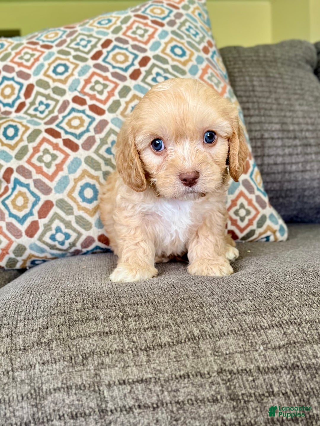 Cavapoo dogs for sale: Leo - Image 7