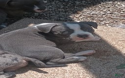 American Bully dogs for sale: Stella - Image 3