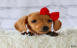Miniature Dachshund dogs for sale: Nick - Image 8