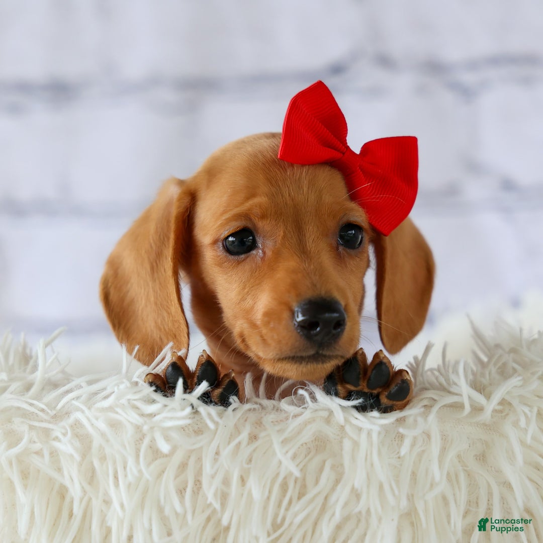 Miniature Dachshund dogs for sale: Nick - Image 8