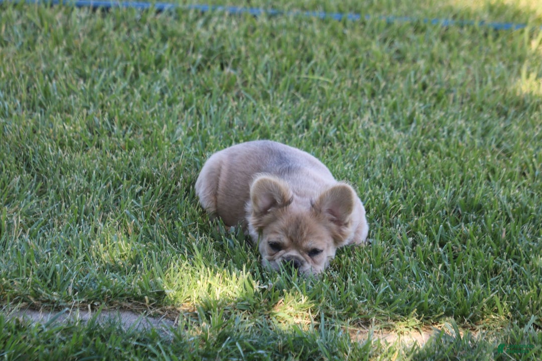 French Bulldog dogs for sale: French Bulldog 2 puppies - Image 7