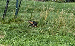 Doberman Pinscher dogs for sale: Delilah - Image 4