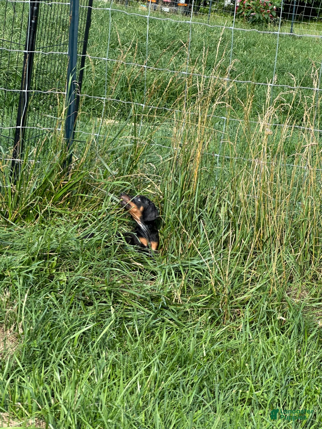 Doberman Pinscher dogs for sale: Delilah - Image 4