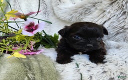 Shihpoo dogs for sale: Buttons - Image 7
