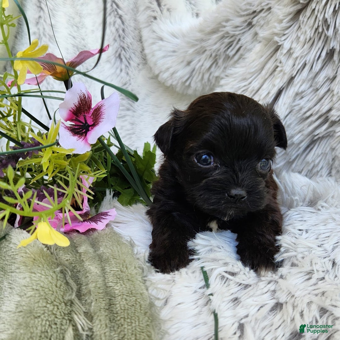 Shihpoo dogs for sale: Buttons - Image 7