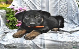 German Shepherd dogs for sale: Diana - Image 1