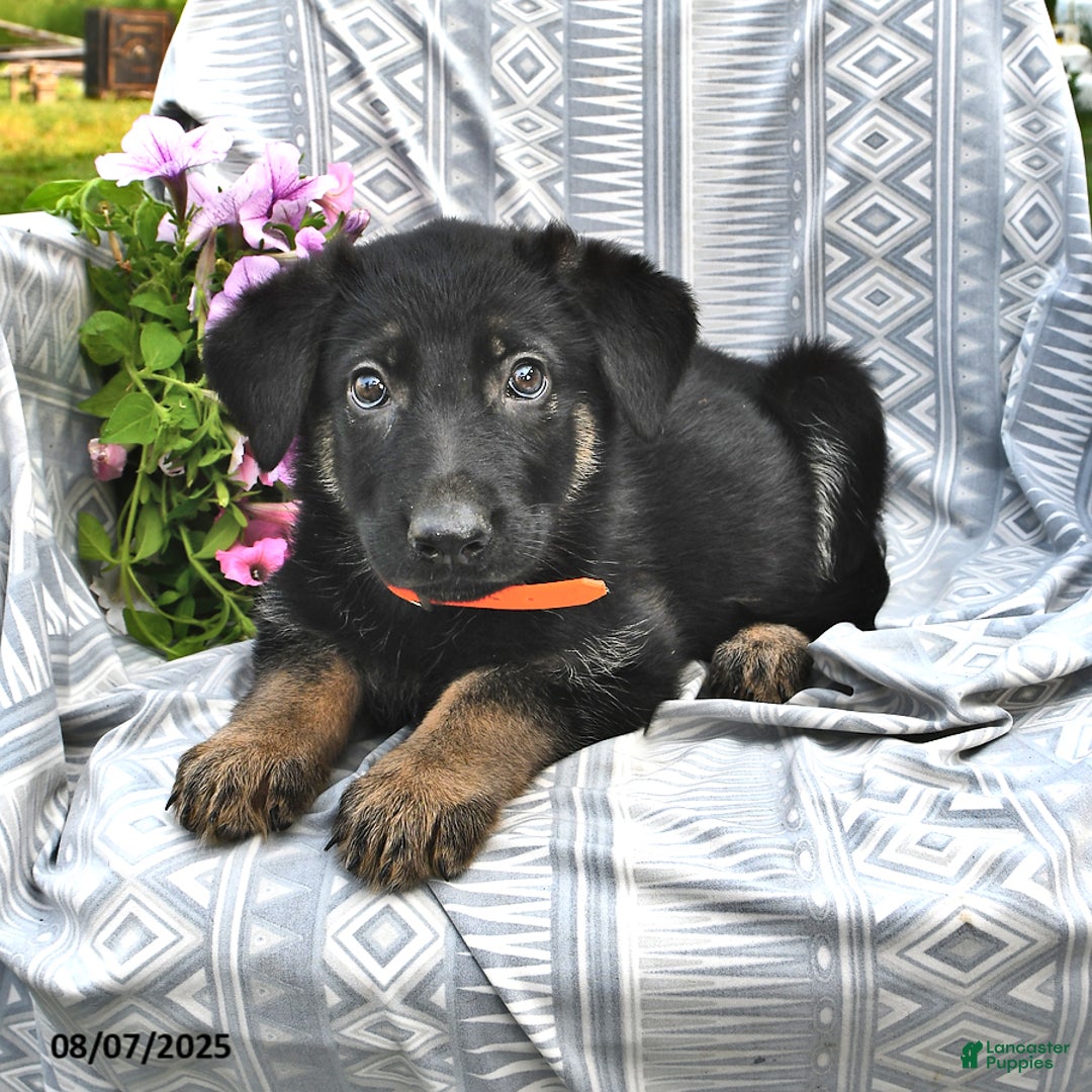 German Shepherd dogs for sale: Diana - Image 1