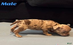 American Bully dogs for sale: Peso - Image 1