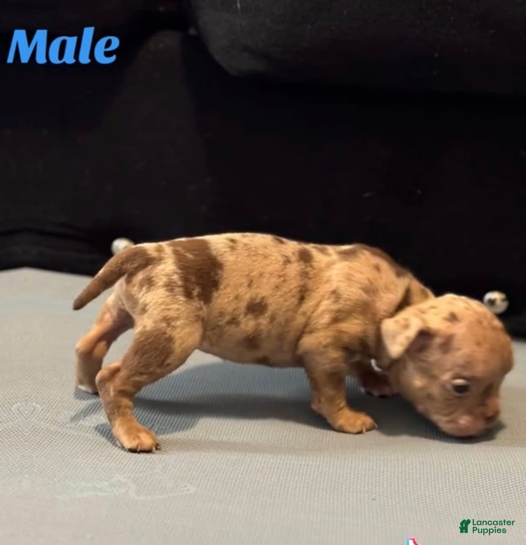 American Bully dogs for sale: Peso - Image 1