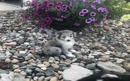 English Shepherd dogs for sale: Tonya - Image 5