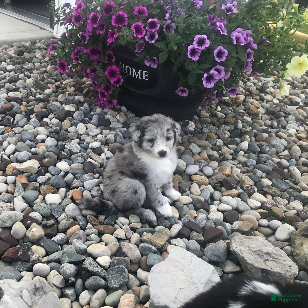 English Shepherd dogs for sale: Tonya - Image 5