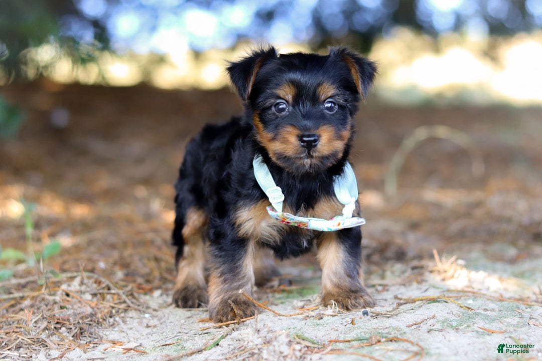 Yorkshire Terrier dogs for sale: Tyler - Image 7