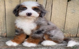 Mini Bernedoodle dogs for sale: 💙 In Boston Massachusetts 💙 One Blue Eye 💙 Mini Bernedoodle 💙 - Image 5