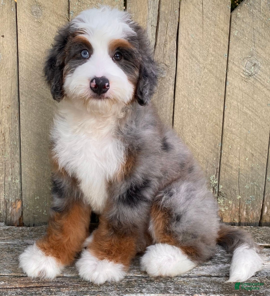 Mini Bernedoodle dogs for sale: 💙 In Boston Massachusetts 💙 One Blue Eye 💙 Mini Bernedoodle 💙 - Image 5