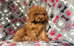 Cockapoo dogs for sale: Dagger - Image 2