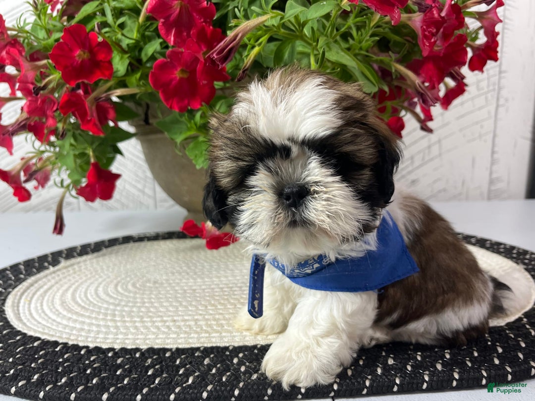 Shih Tzu dogs for sale: Freddy - Image 5
