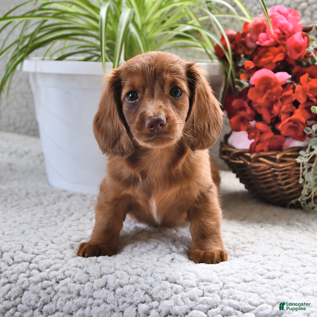 Miniature Dachshund dogs for sale: Sparkle - Image 5