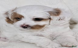 Cavapoo dogs for sale: Milkyway - Image 12