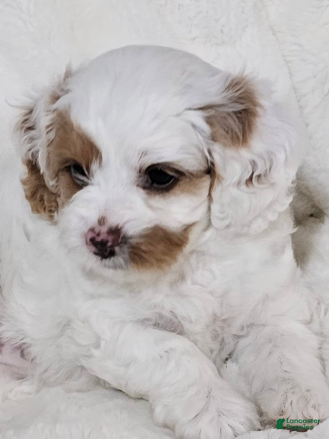 Cavapoo dogs for sale: Milkyway - Image 12