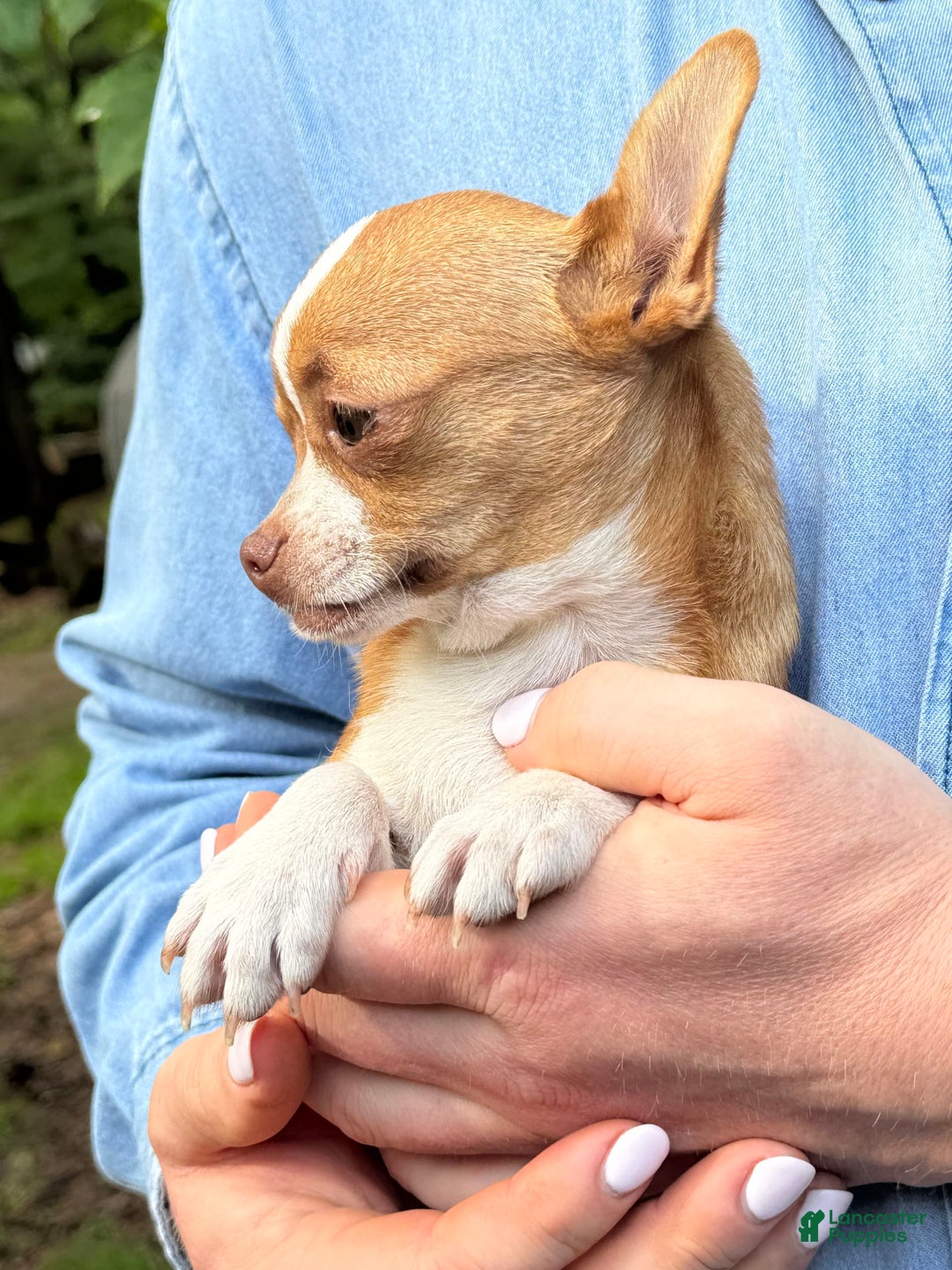 Chihuahua dogs for sale: Romeo - Image 7