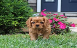 Cavalier King Charles Spaniel dogs for sale: Bentley - Image 3