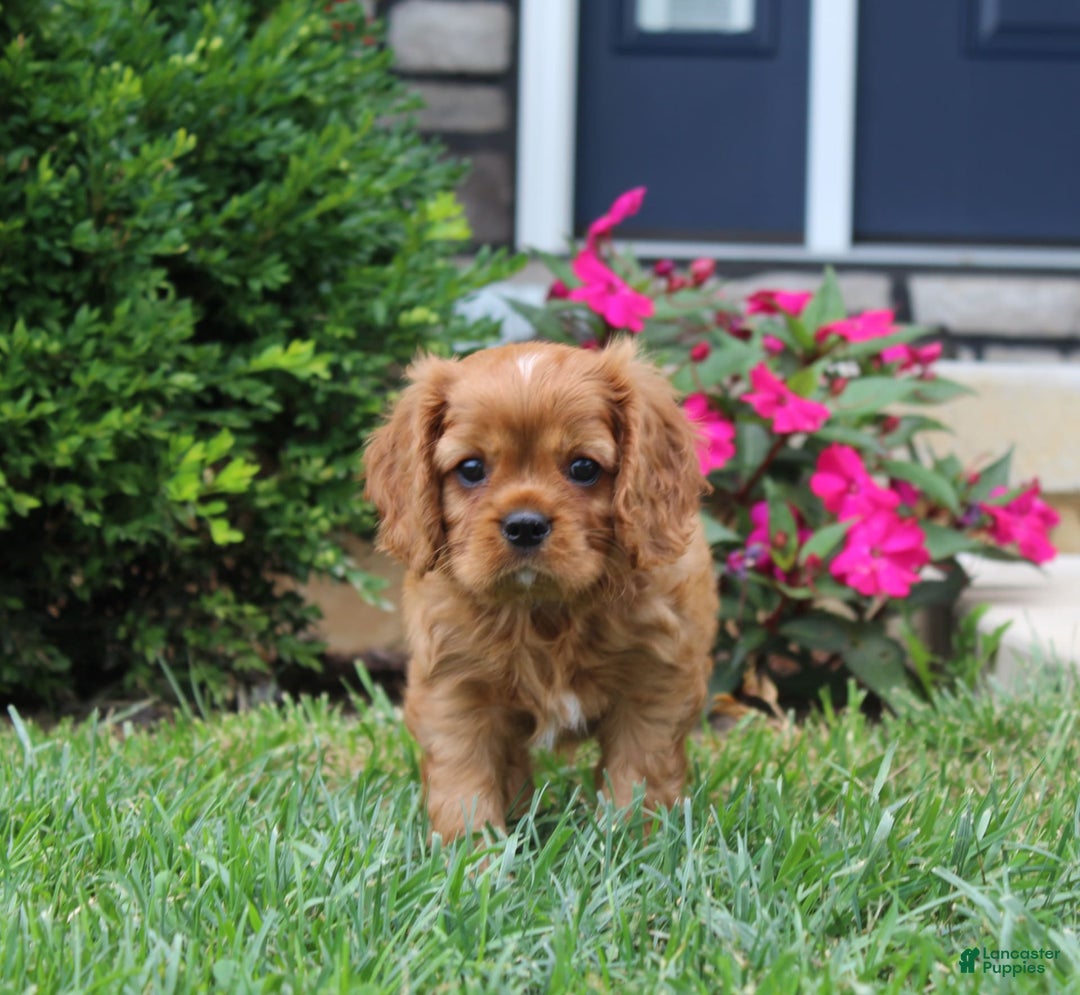 Cavalier King Charles Spaniel dogs for sale: Bentley - Image 3