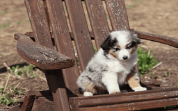 Miniature Australian Shepherd dogs for sale: Washington - Image 3