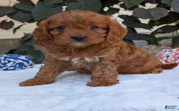 Cavapoo dogs for sale: Darla - Image 3