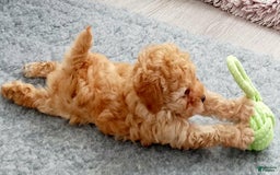 Maltipoo dogs for sale: Rachel - Image 4