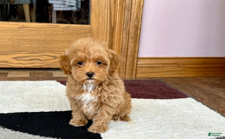 Maltipoo dogs for sale - Ad 1