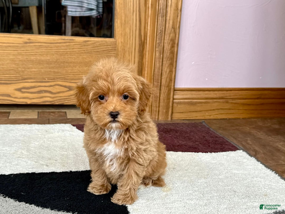 Maltipoo dogs for sale: Tanner - Image 1