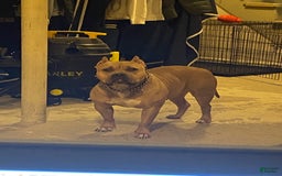 American Bully dogs for sale: Dutches - Image 6