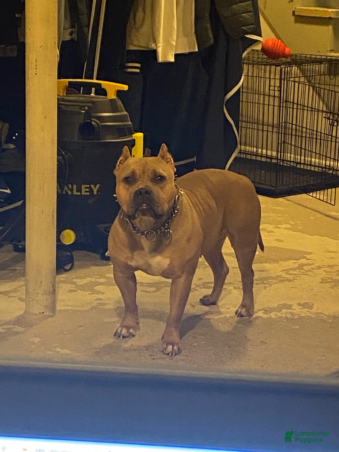 American Bully dogs for sale: Dutches - Image 6
