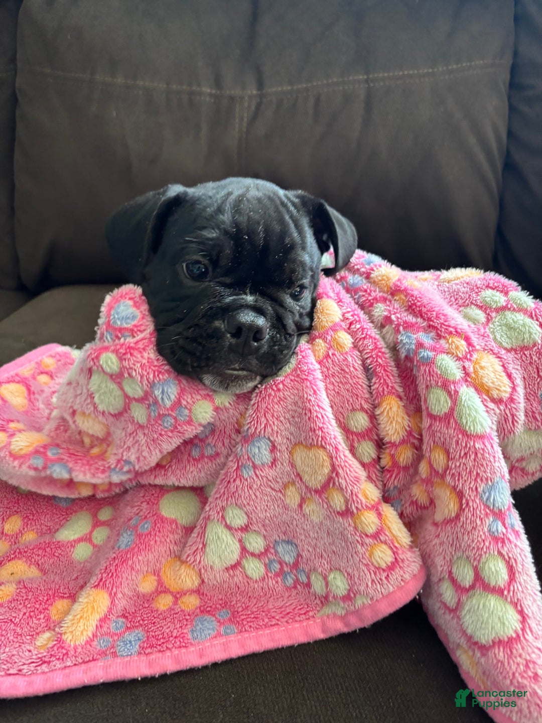 English Bulldog dogs for sale: Stripe - Image 4