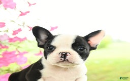 Frenchton dogs for sale: Gizmo - Image 4