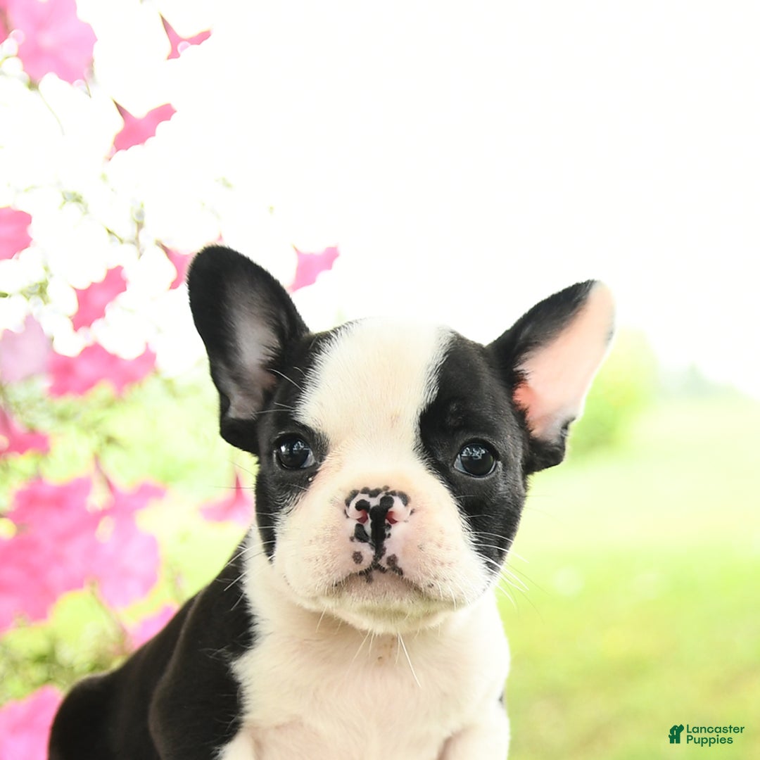 Frenchton dogs for sale: Gizmo - Image 4